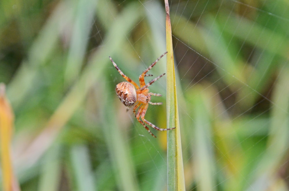 a spider on a web