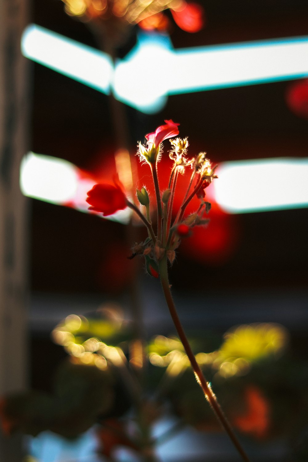 un primo piano di un fiore rosso