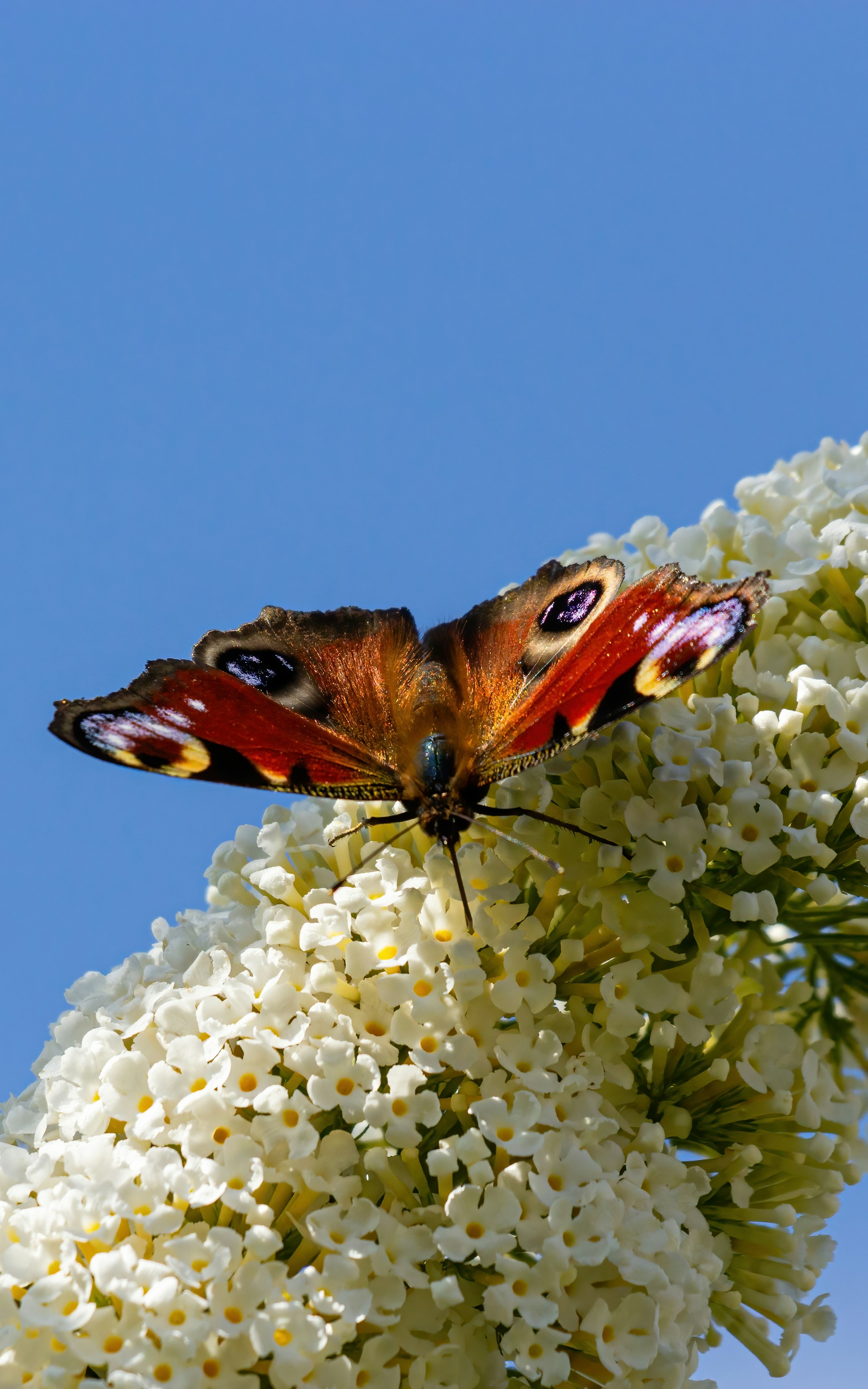 a butterfly on a flower