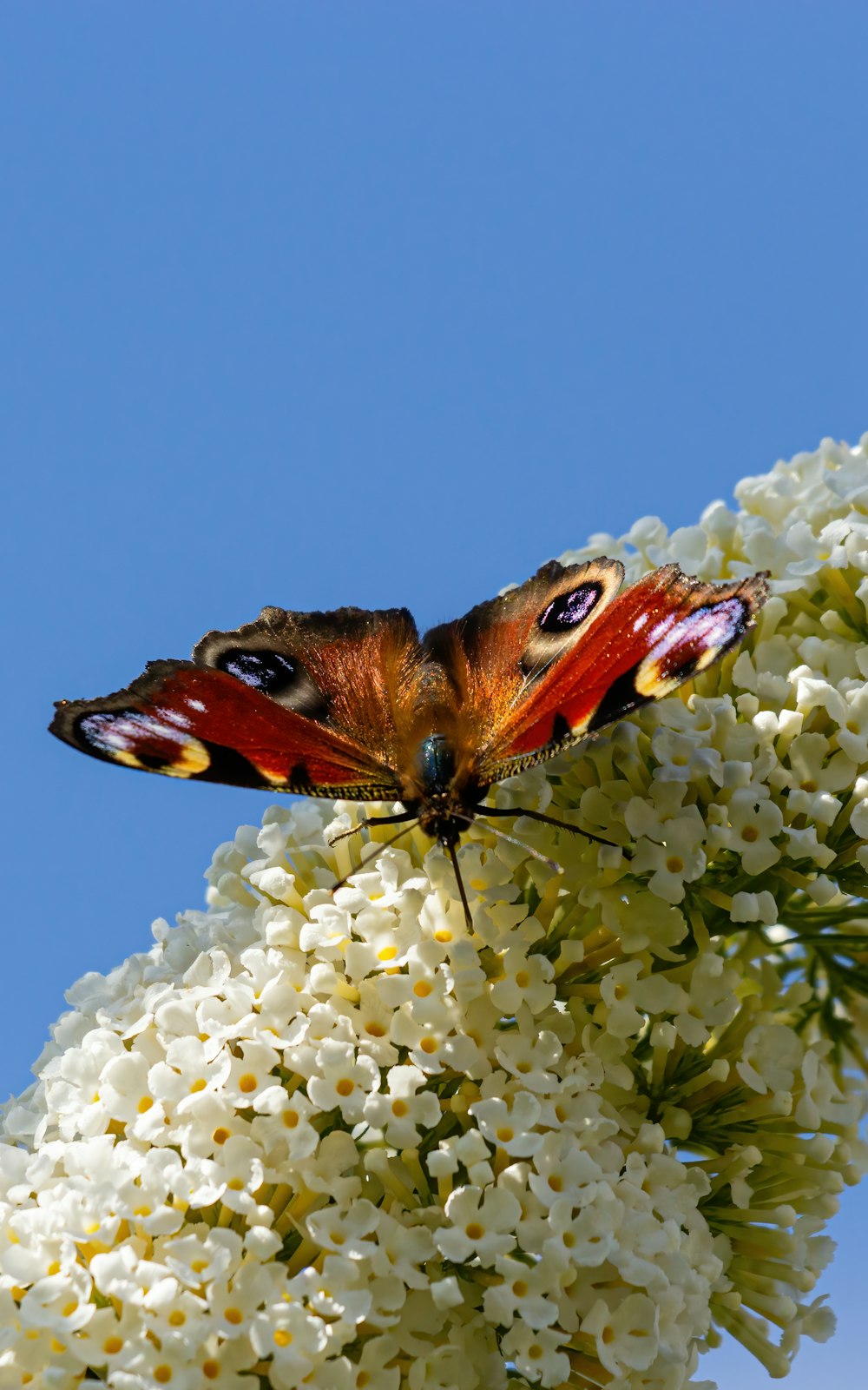 a butterfly on a flower