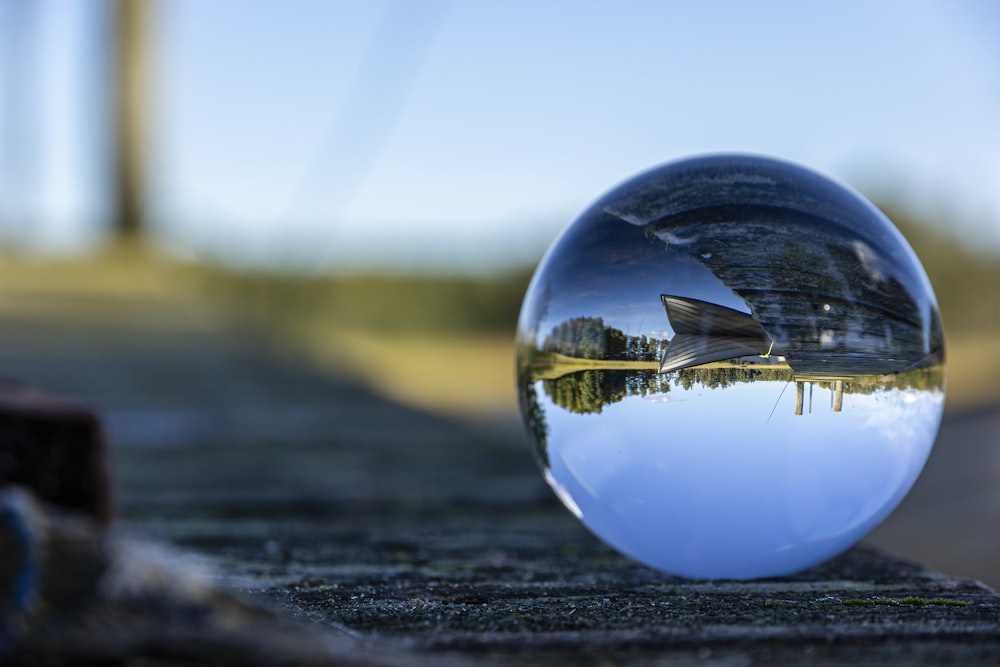 a small insect in a glass bowl