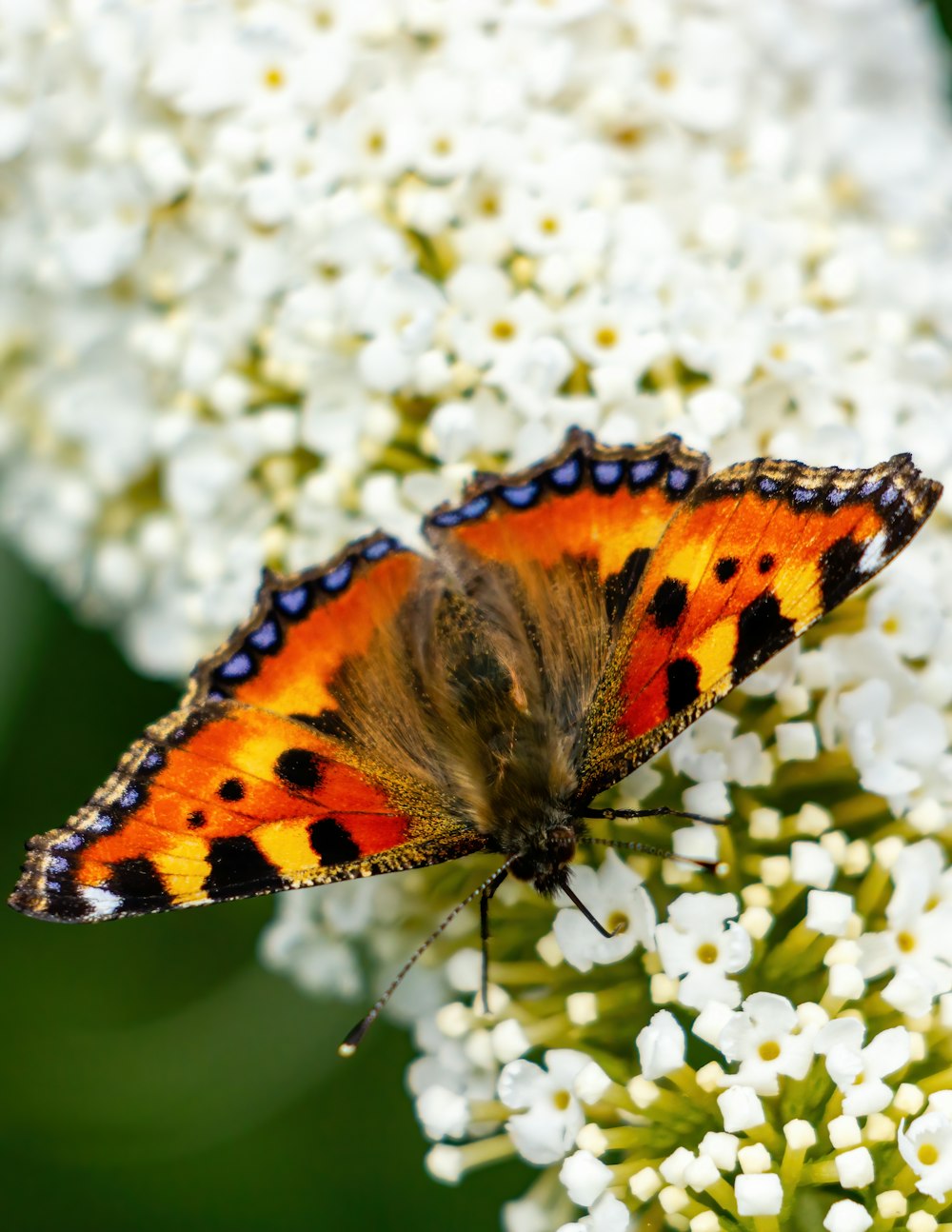 a butterfly on a flower