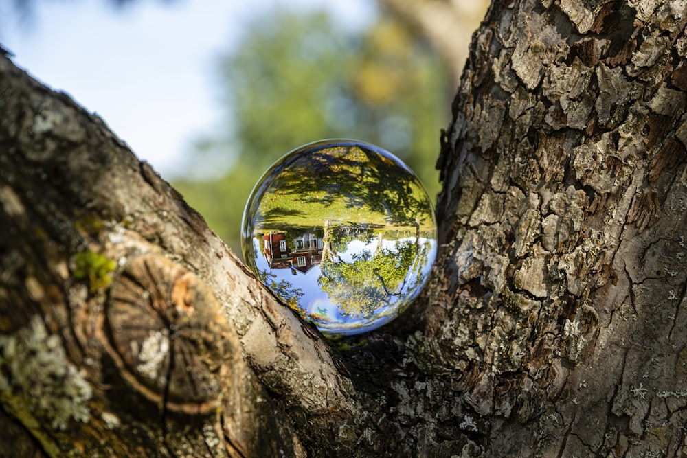 a round reflective object on a tree