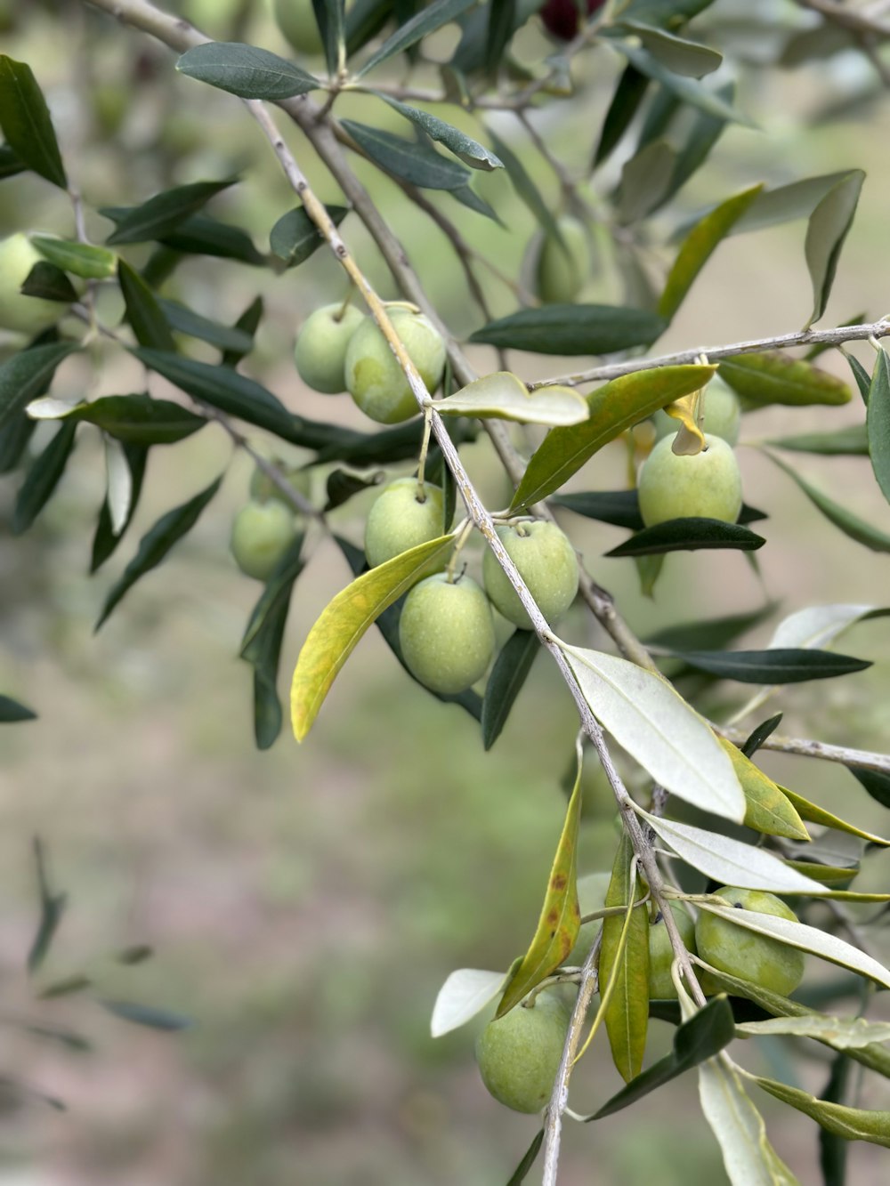 a close-up of a tree with green fruits