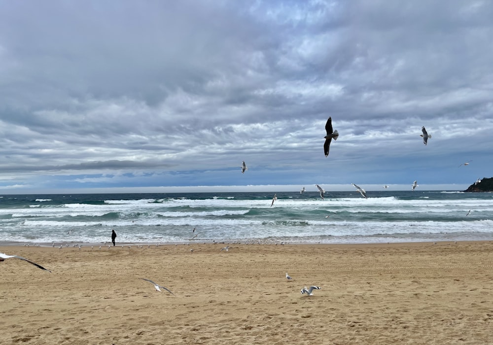 a group of birds fly over a beach
