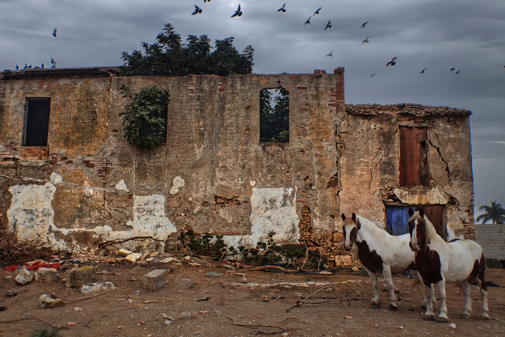 Caballos parados frente a un edificio