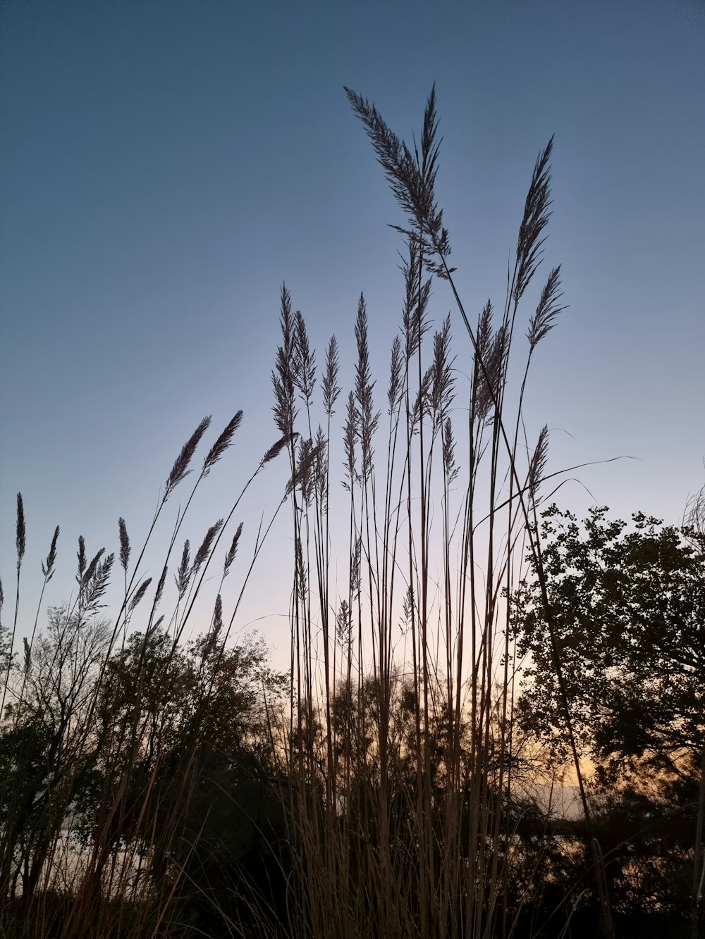 a field of tall grass