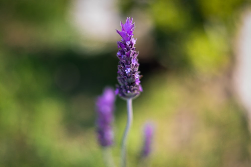 a close up of a purple flower