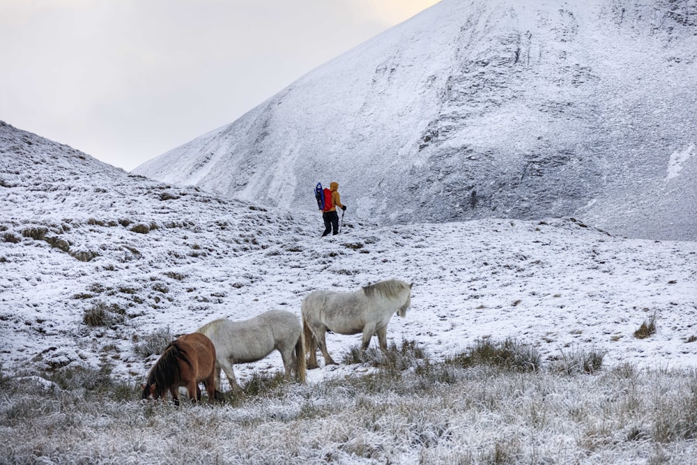 a person walking with horses on a snowy mountain