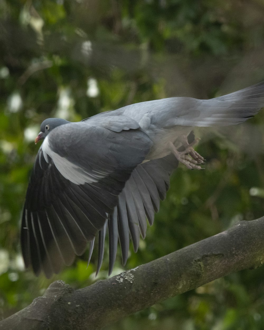 a bird flying in the air