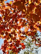 a tree with orange leaves