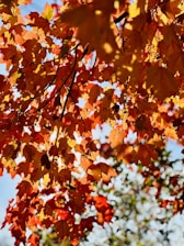 a tree with orange leaves