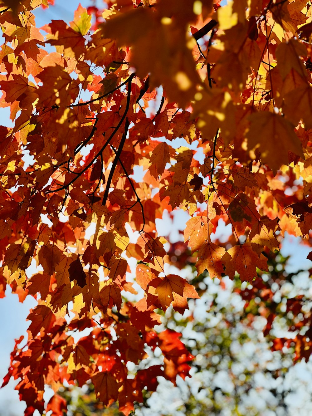 a tree with orange leaves