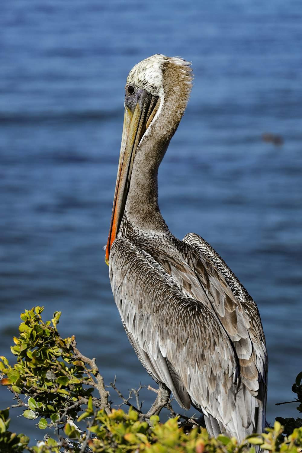 a bird standing on a branch