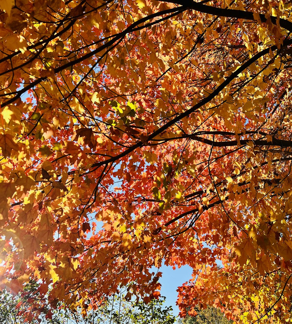 a tree with yellow leaves