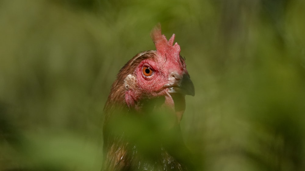 a close up of a rooster