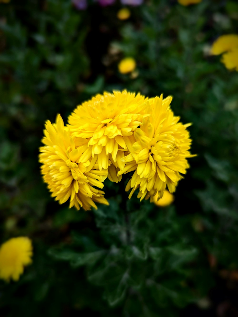 a group of yellow flowers