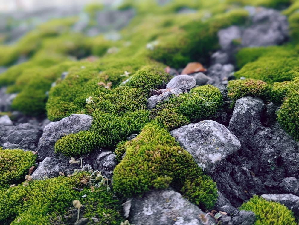 a close-up of some rocks