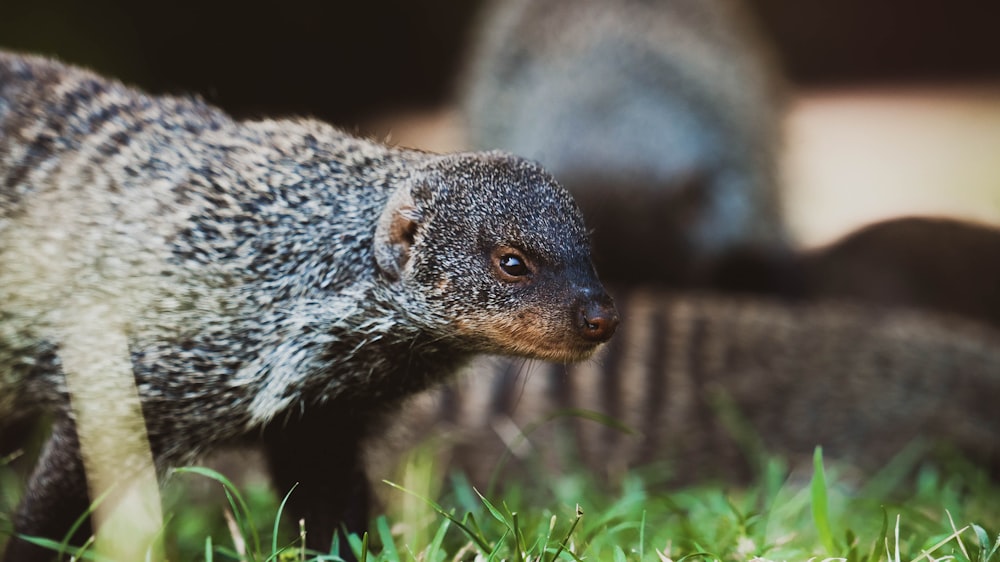 a small animal in the grass