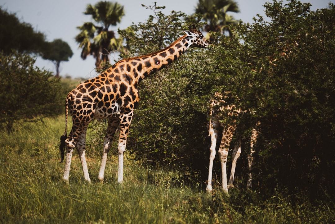 giraffes standing in the grass