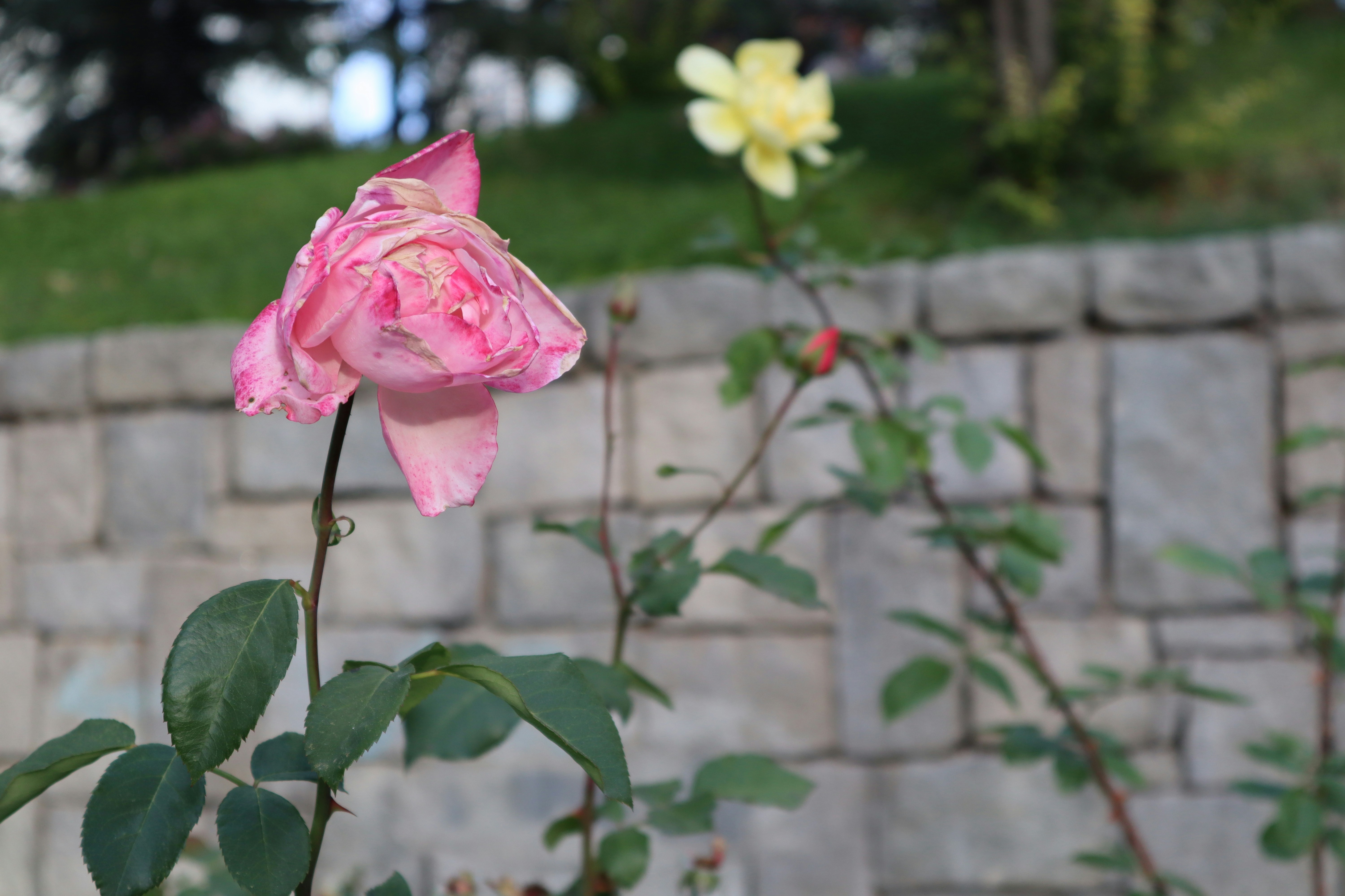 a pink flower on a plant