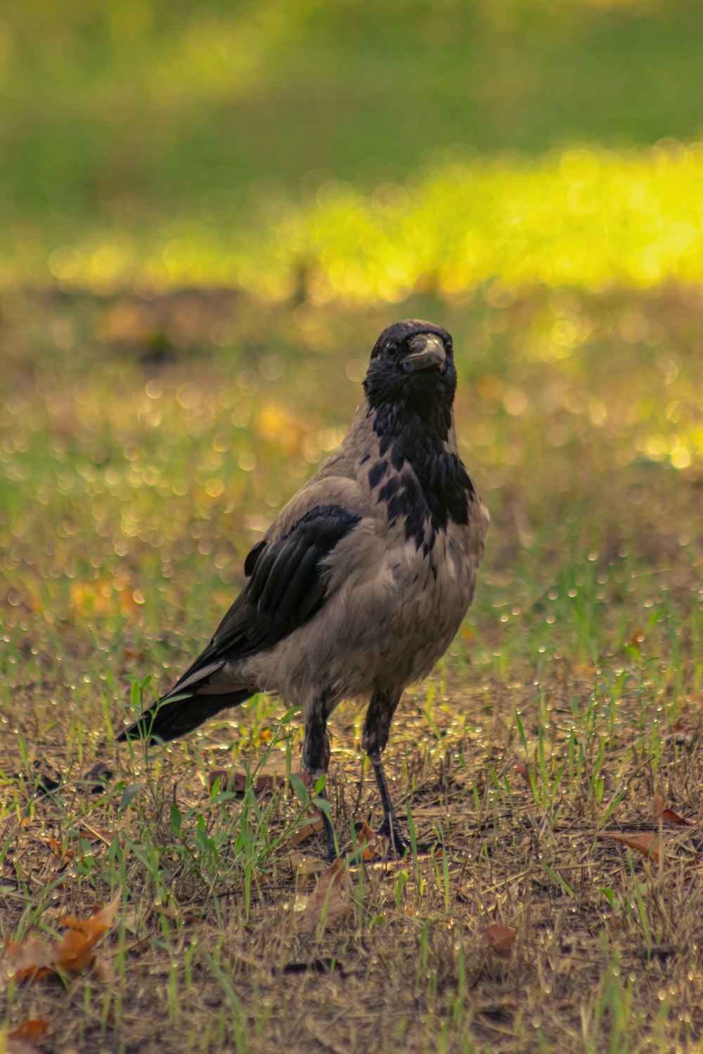 a bird standing on grass