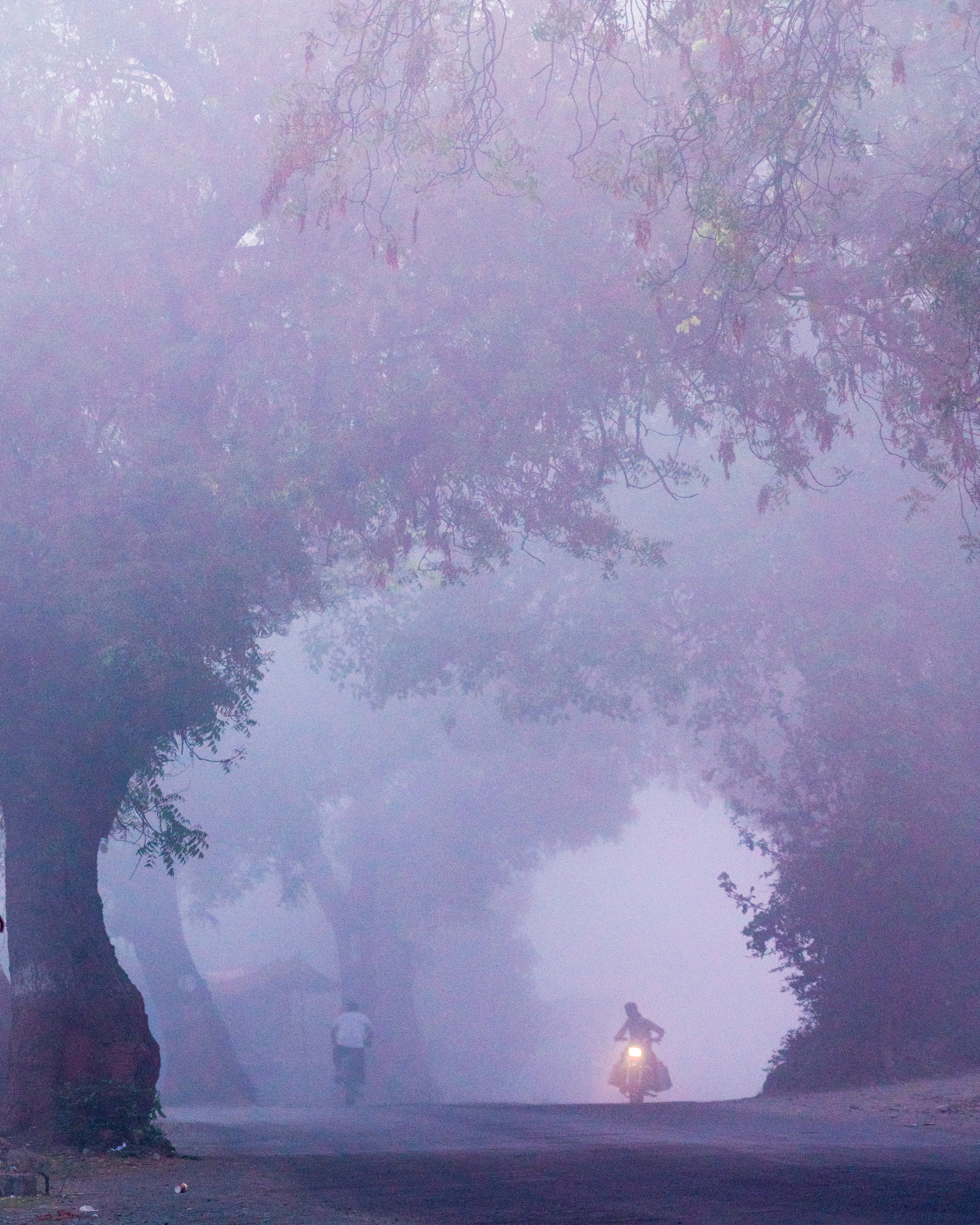 a person standing in a foggy forest