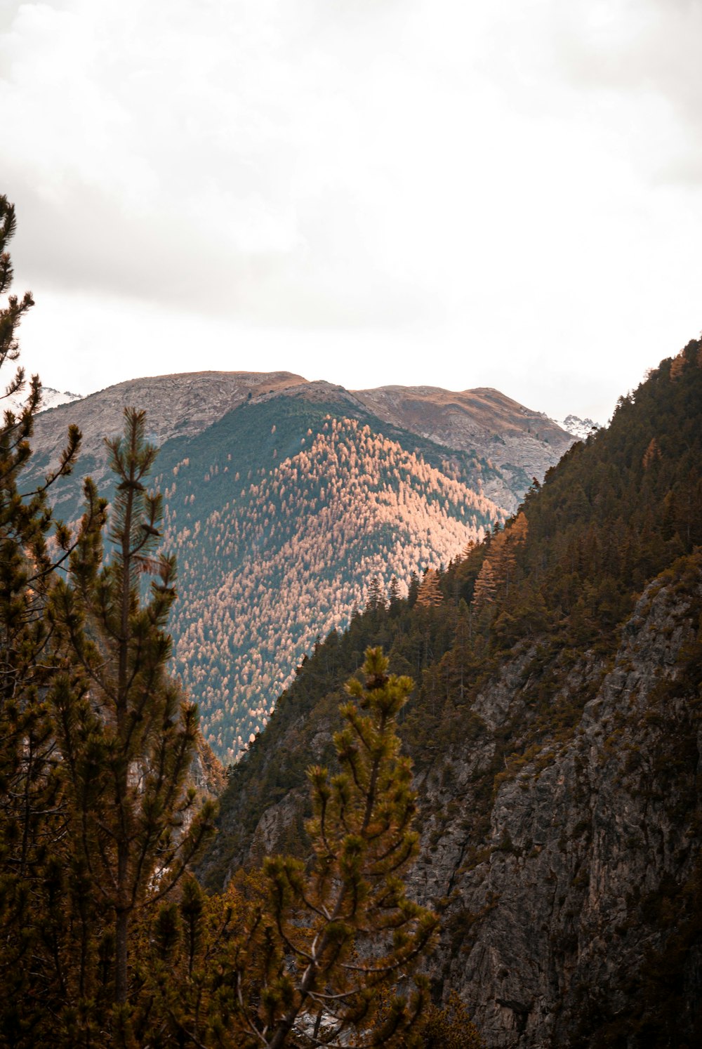 a mountain with trees on it