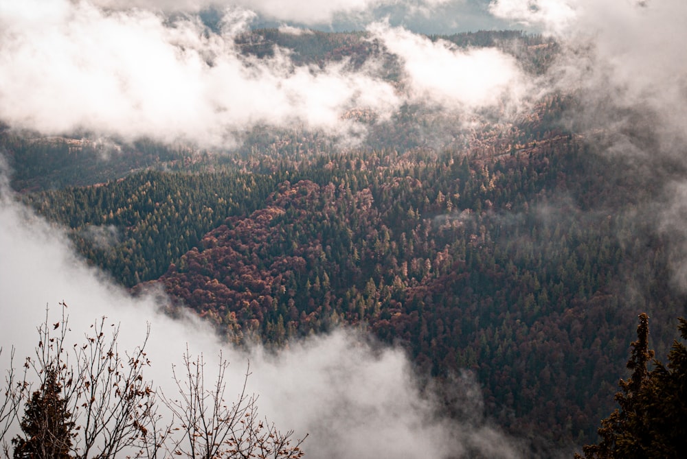 a forest with fog