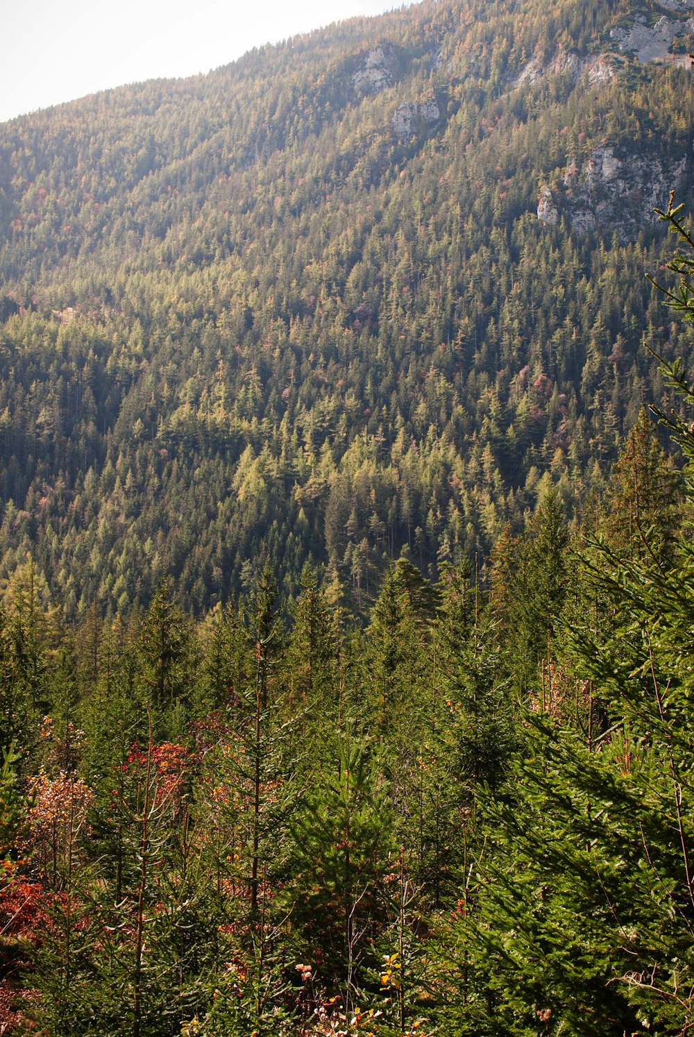 a forest of trees