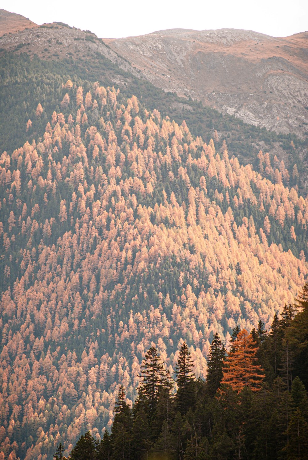 a forest of trees in a mountainous region