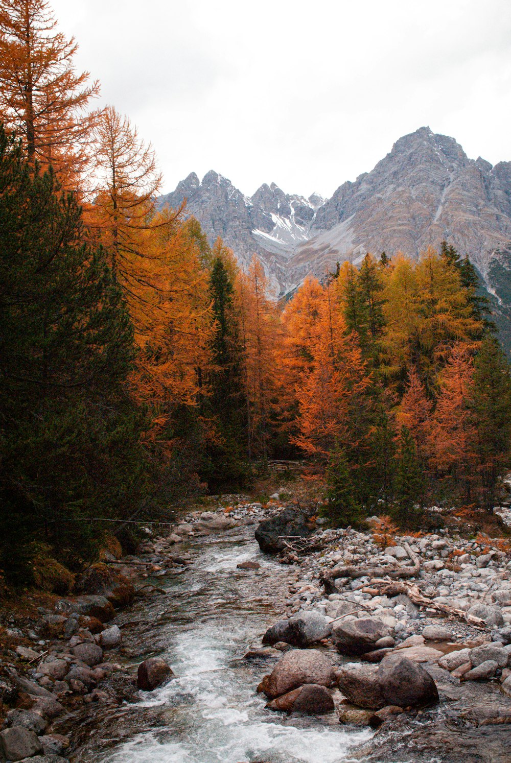 a river running through a forest