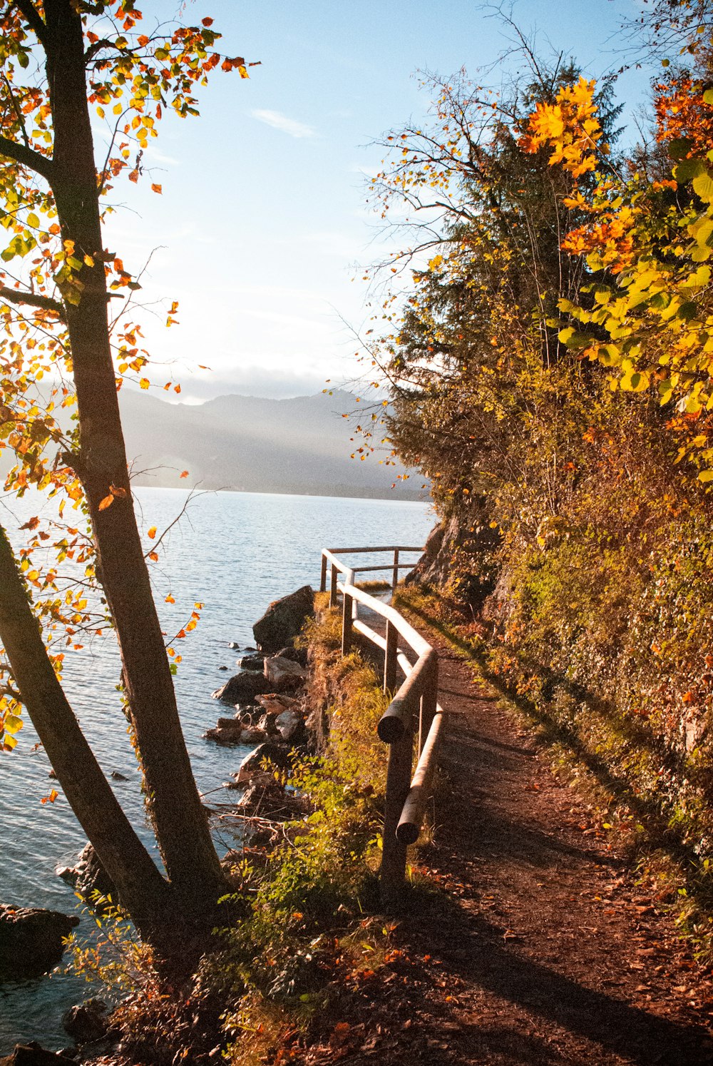 a path leading to a body of water with trees on the side