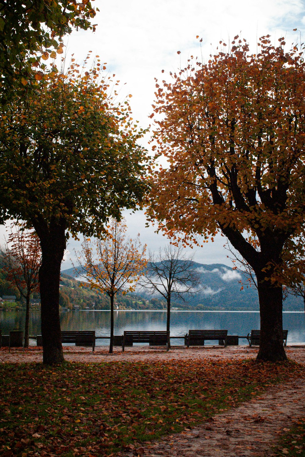 a park with benches and trees