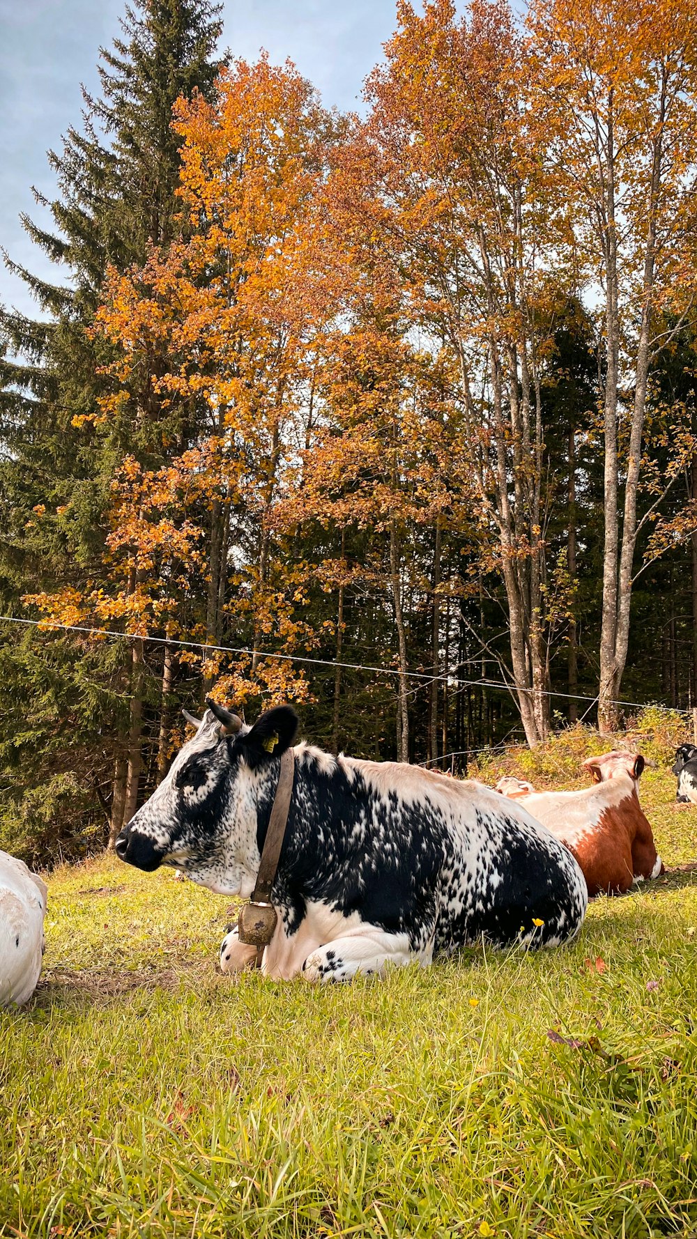 草の中に横たわる牛
