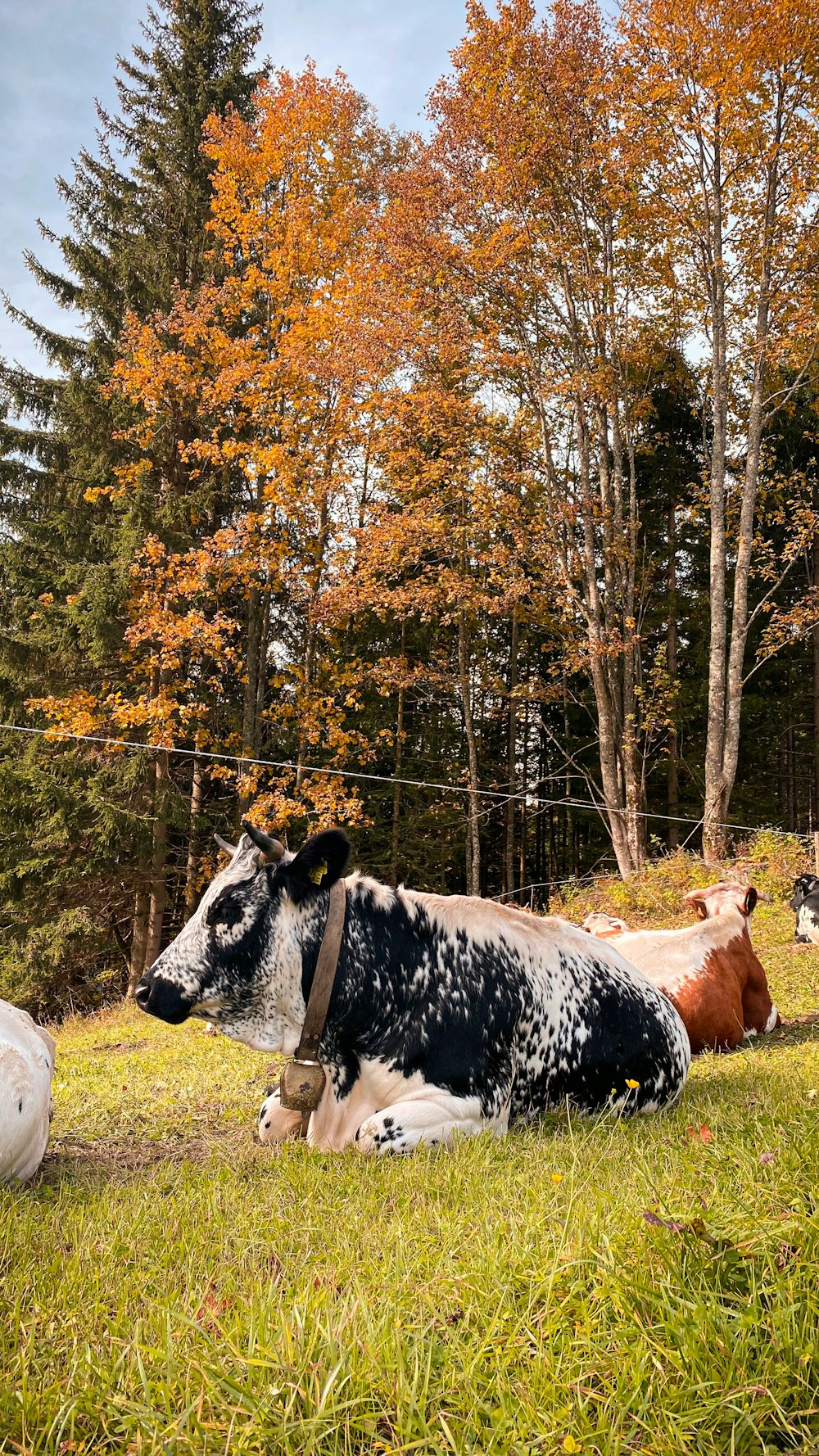 vacas deitadas na grama