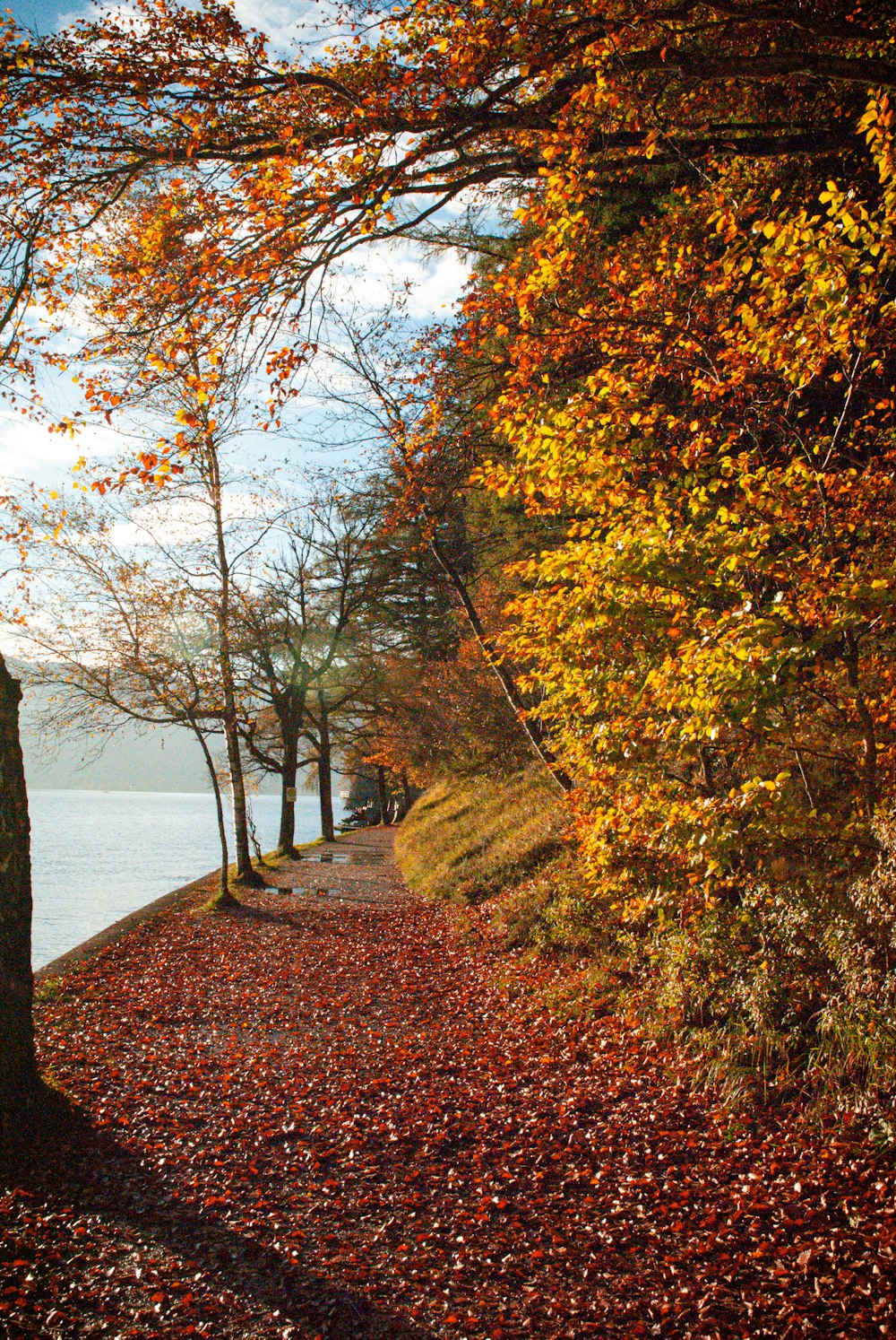 a path with trees on either side