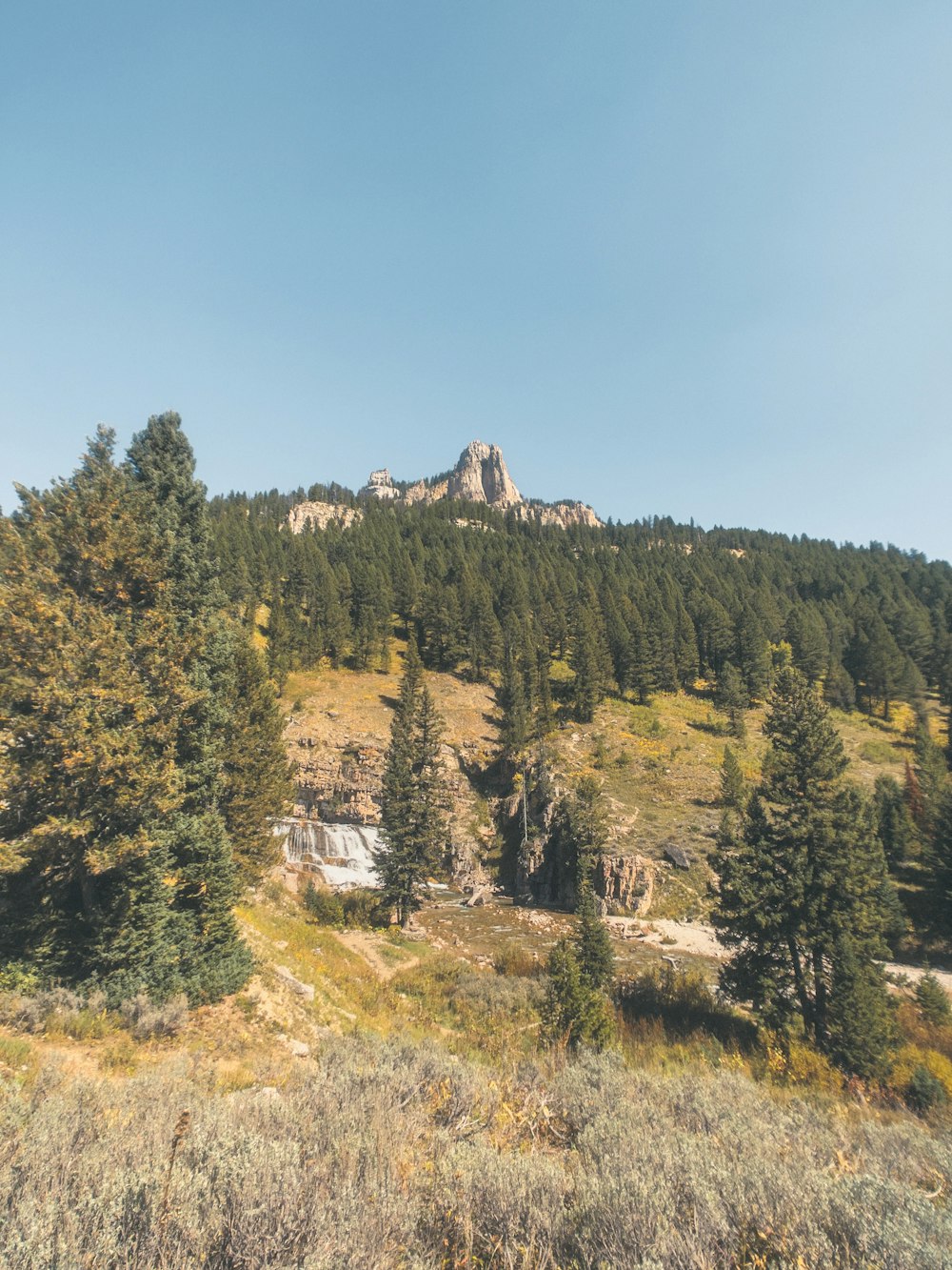 a landscape with trees and a mountain in the background