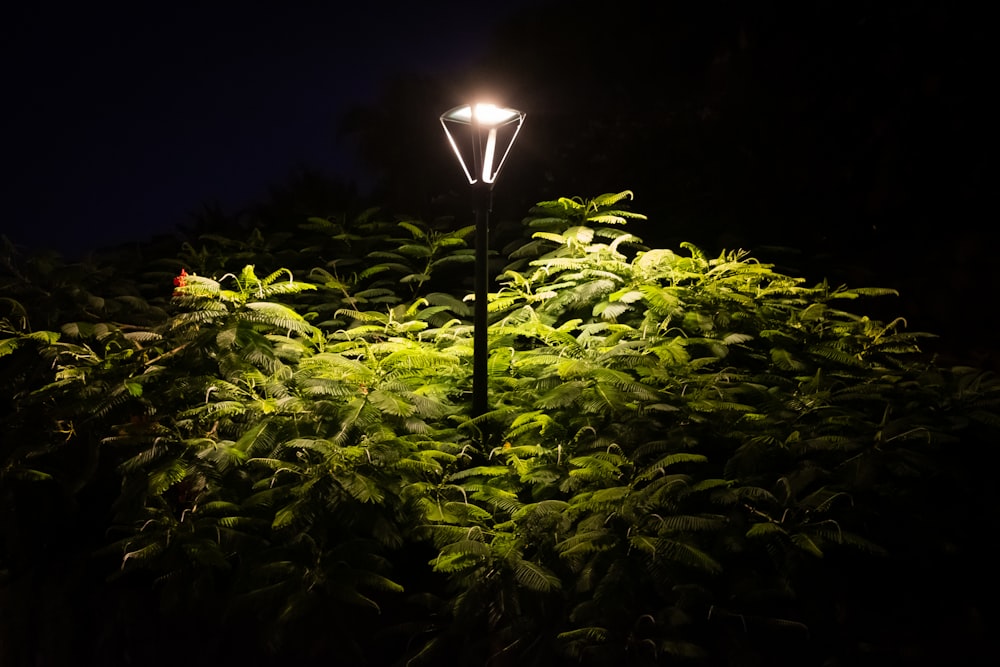 a light post in a bush