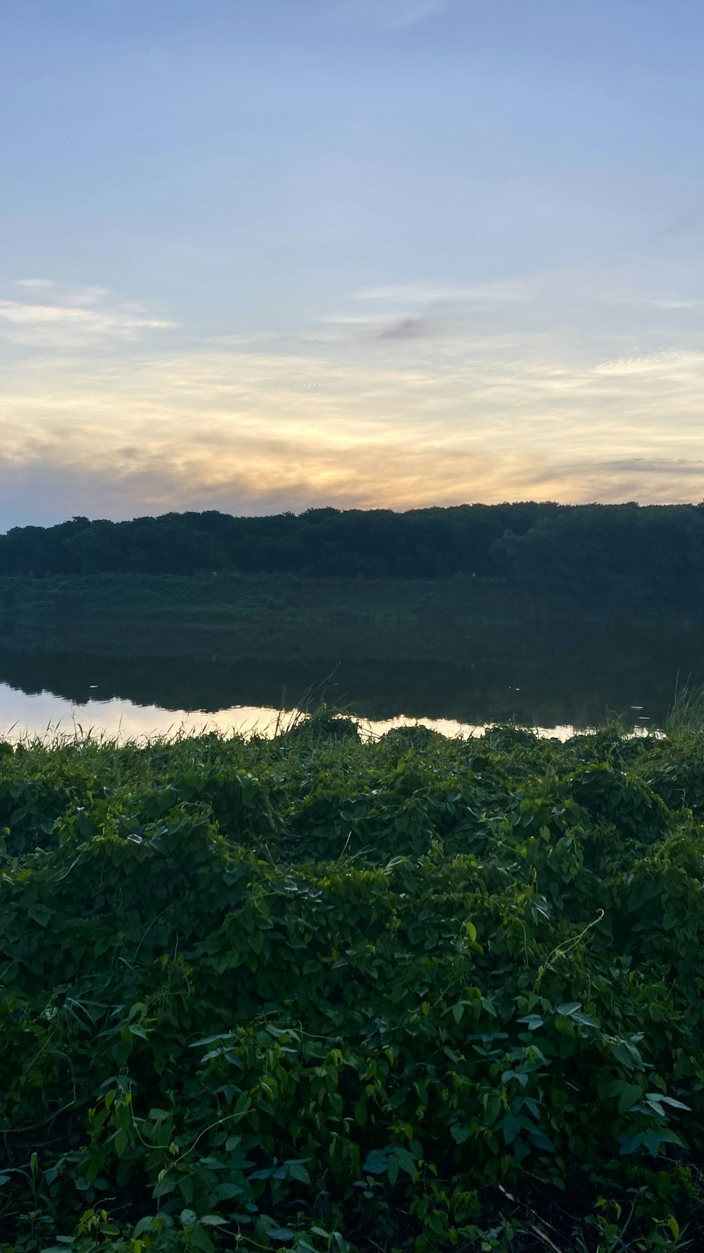 a body of water with trees around it