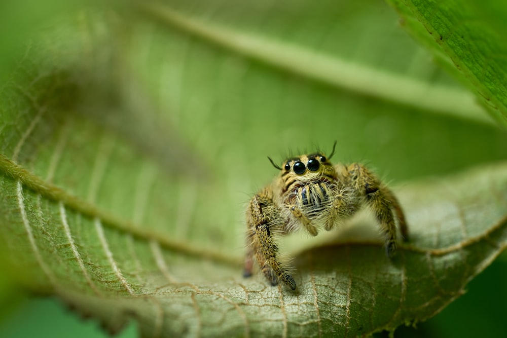 a spider on a web