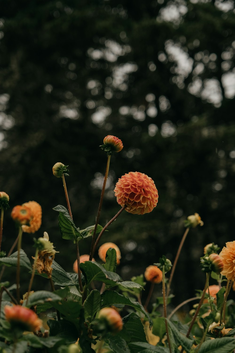 a group of flowers