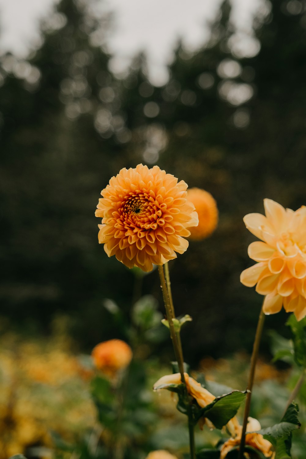 a close up of some flowers