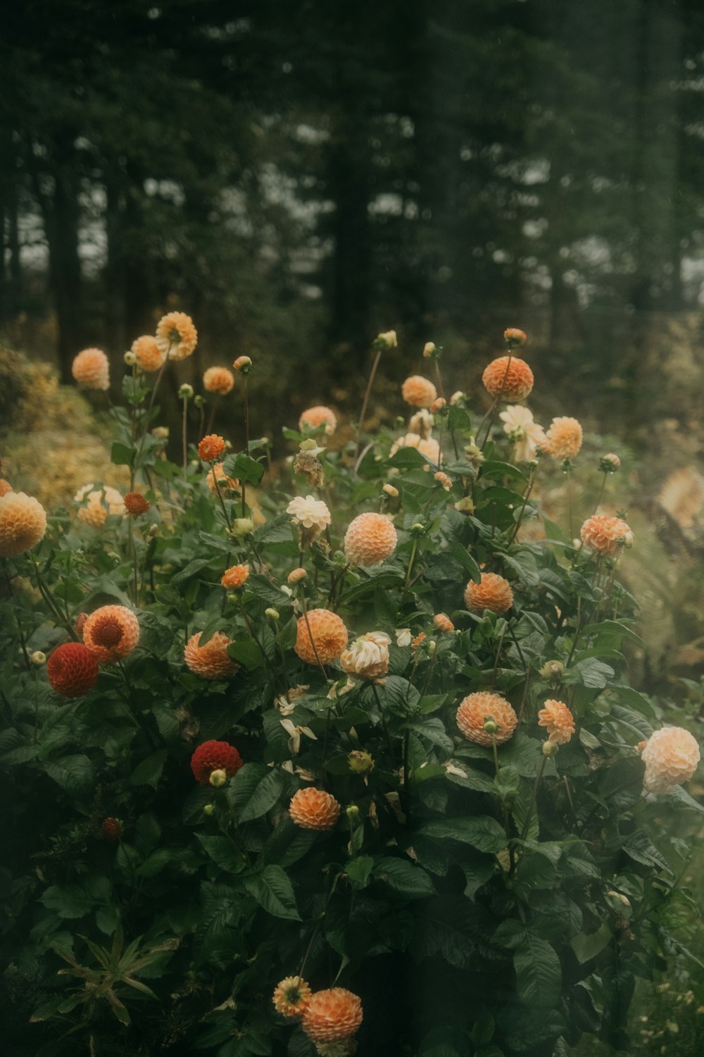 a bush with orange flowers