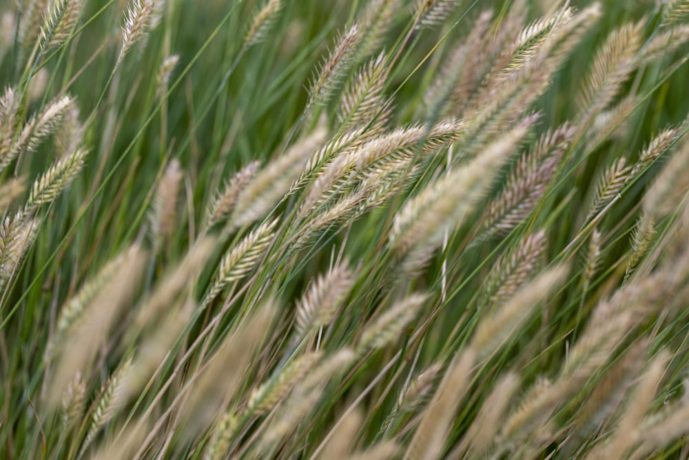 close up of grass