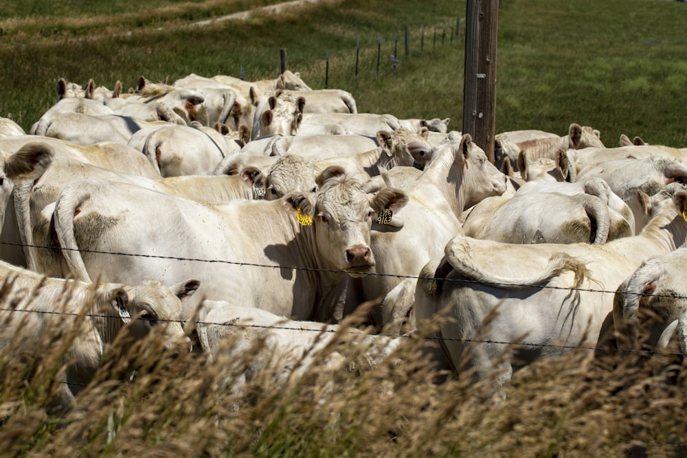 a herd of cows in a fenced in pasture