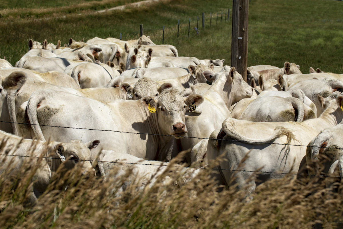 Cattle standing in a fenced pasture on the South Dakota prairie