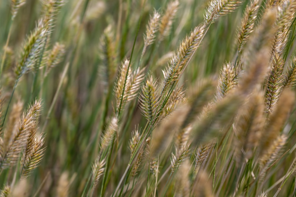 close up of wheat