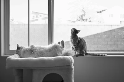 cats sitting on a window sill
