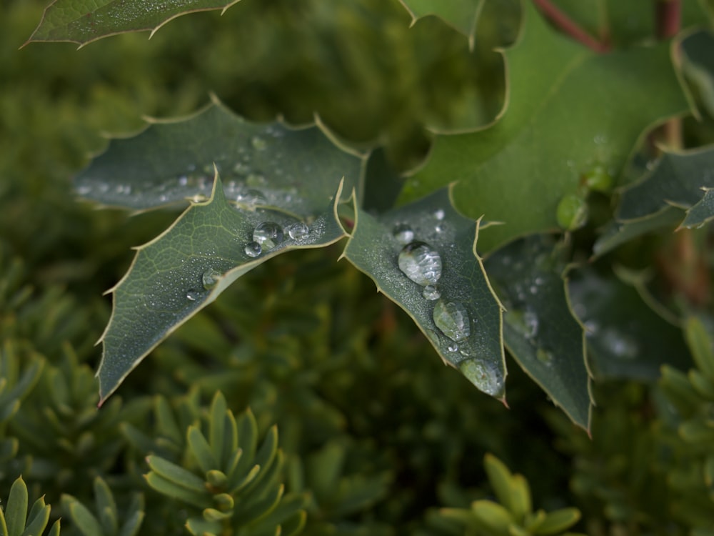 a close up of a leaf